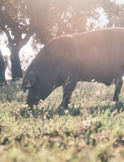 Painho de Porco Preto, Iberian Black Pig Painho, Terramay