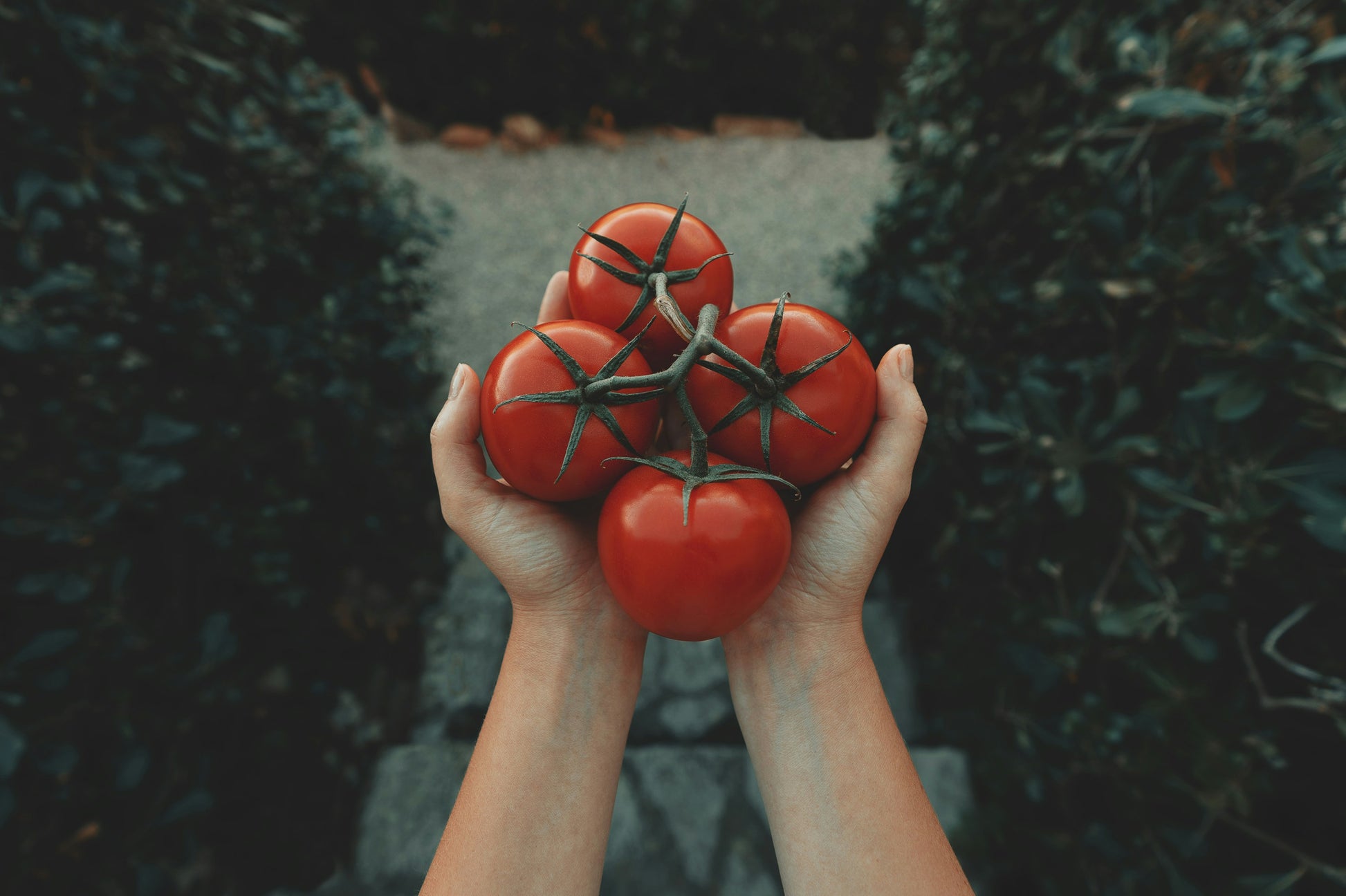 Chutney de Tomate, Tomato Chutney, Terramay